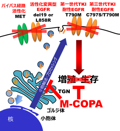図１　M-COPAのEGFR-TKI耐性がんに対する抗がん効果（概念図）
