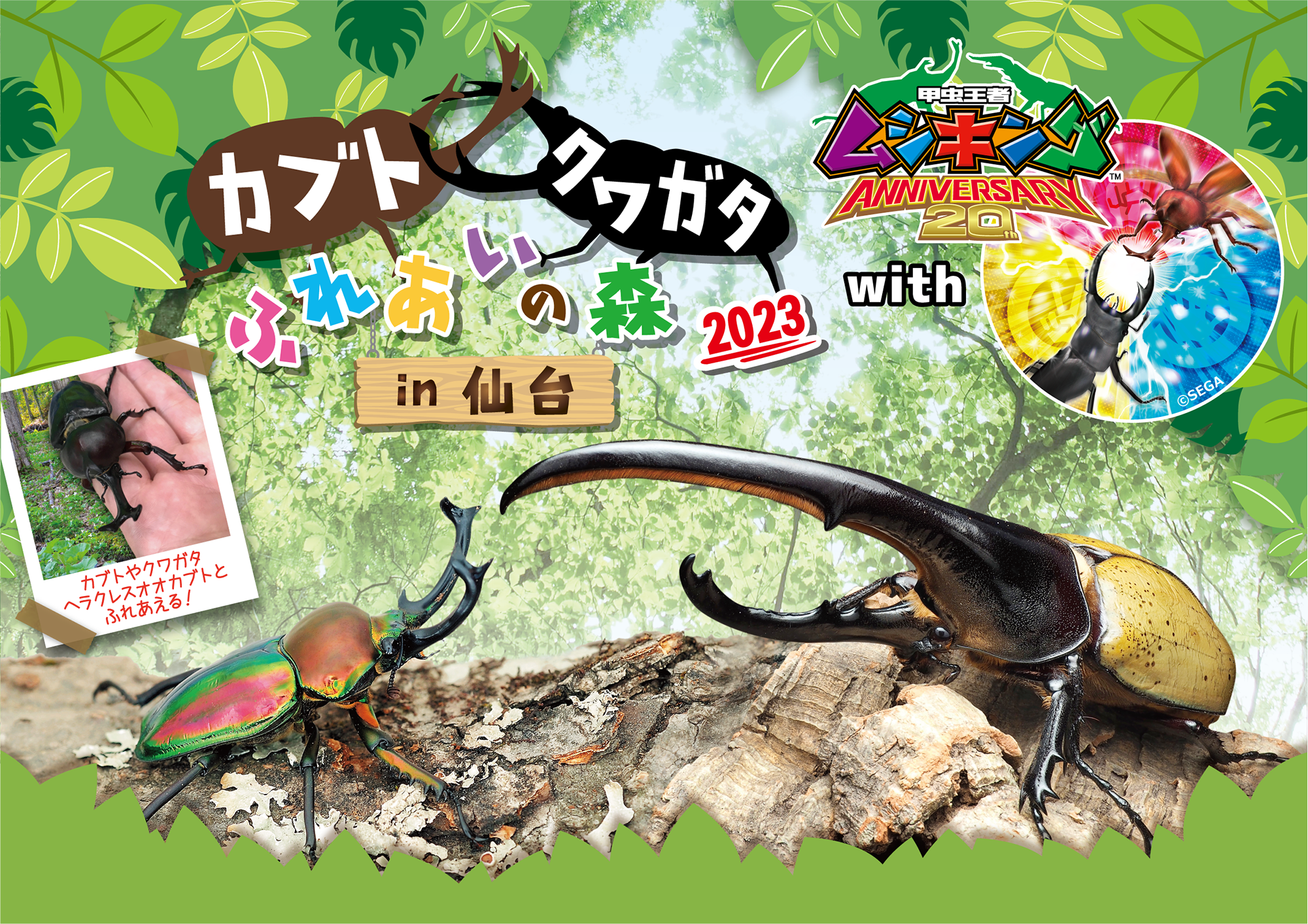 ヘラクレスオオカブトとのふれあいコーナーが新登場！「カブト 