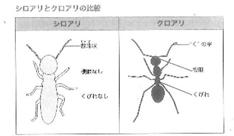 シロアリとクロアリの比較