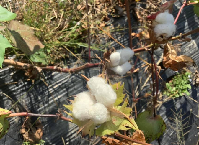 「世界で一番透明な糸」を目指す加古川の綿花 秋の風物詩である綿花収穫が間もなく最盛期を迎えます | PR TODAY | つながるオウンドメ ...